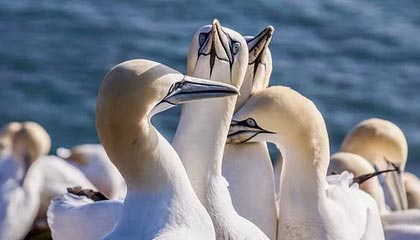 开云体育入口-“真蓝黑”将帅矛盾已不可调和，卖球星OR换教练？