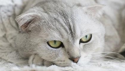 开云体育入口-俱乐部中性名规范：地区+名称 国安泰达等将改名