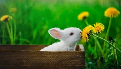 开云：开启云端新纪元，成就企业数字化跃迁